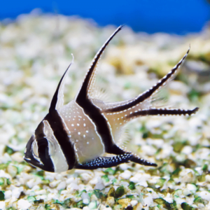 Fish Health and Wellness