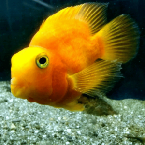 Aquascaping and Decor