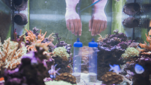 Aquarium Care and Maintenance