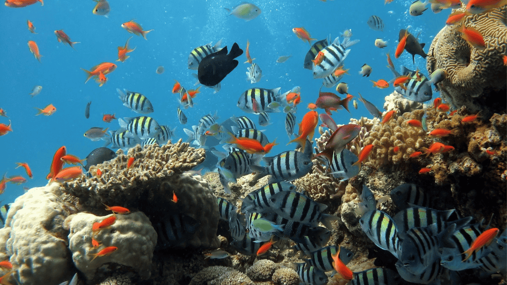 Freshwater fish proportions in aquarium