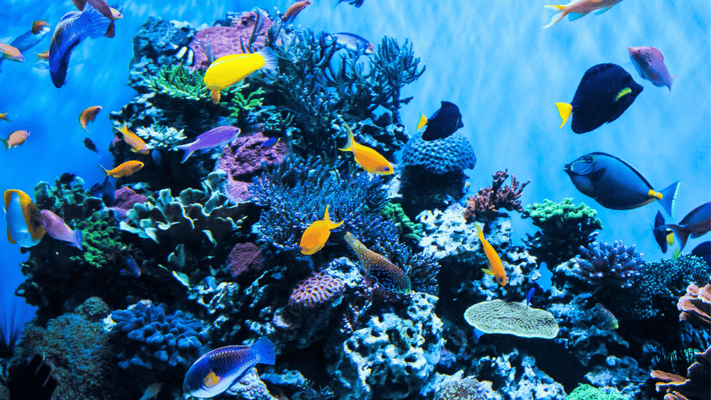 fish compatibility calculator