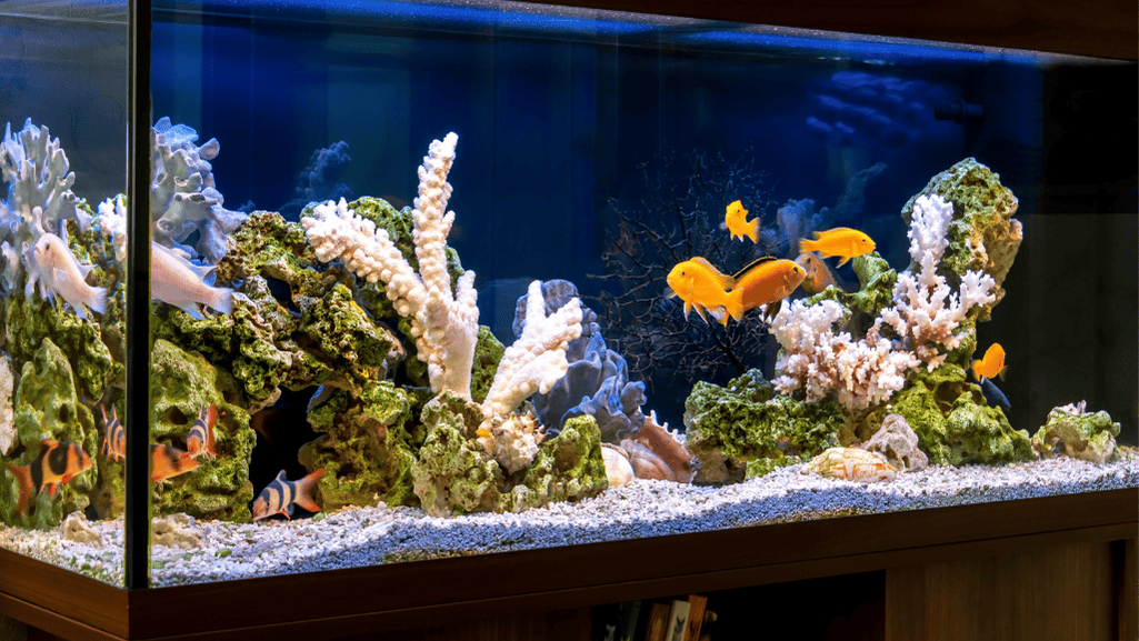 High-tech aquarium 