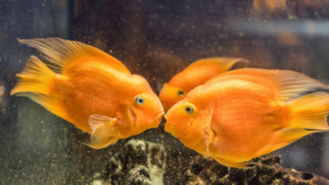 Community Brackish Fish