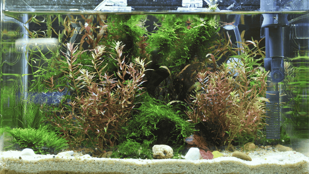 Gravel vacuum for aquarium maintenance