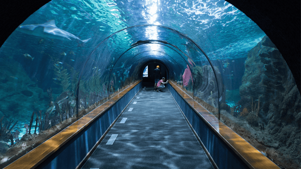 Interactive aquarium experiences