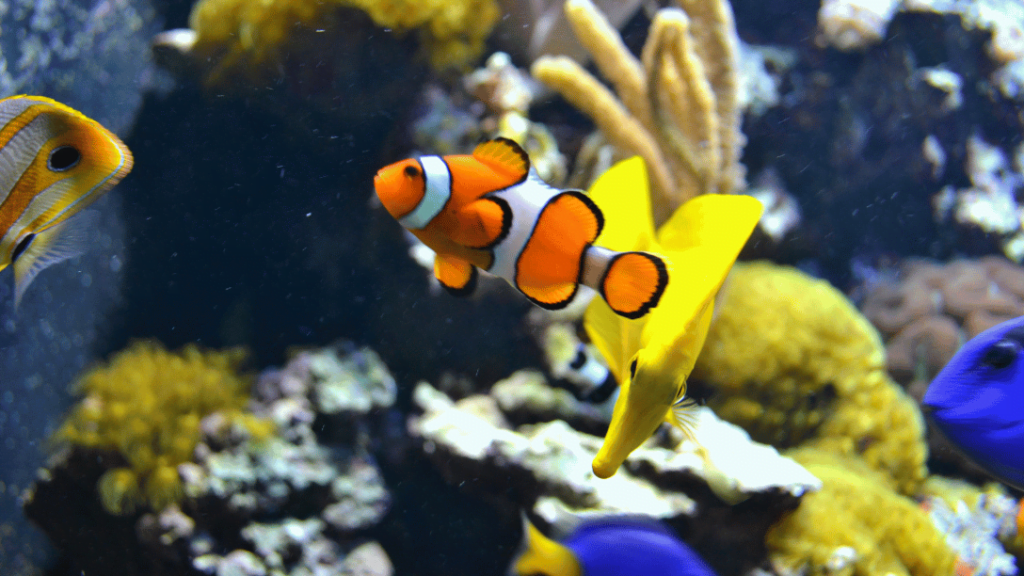 Exotic saltwater aquarium fish Clownfish in saltwater aquarium