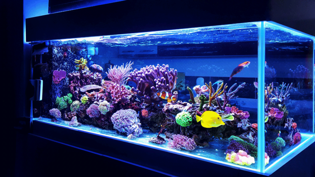 Saltwater Aquarium Fish: Vibrant Ocean Life at Home 2 Saltwater aquarium fish