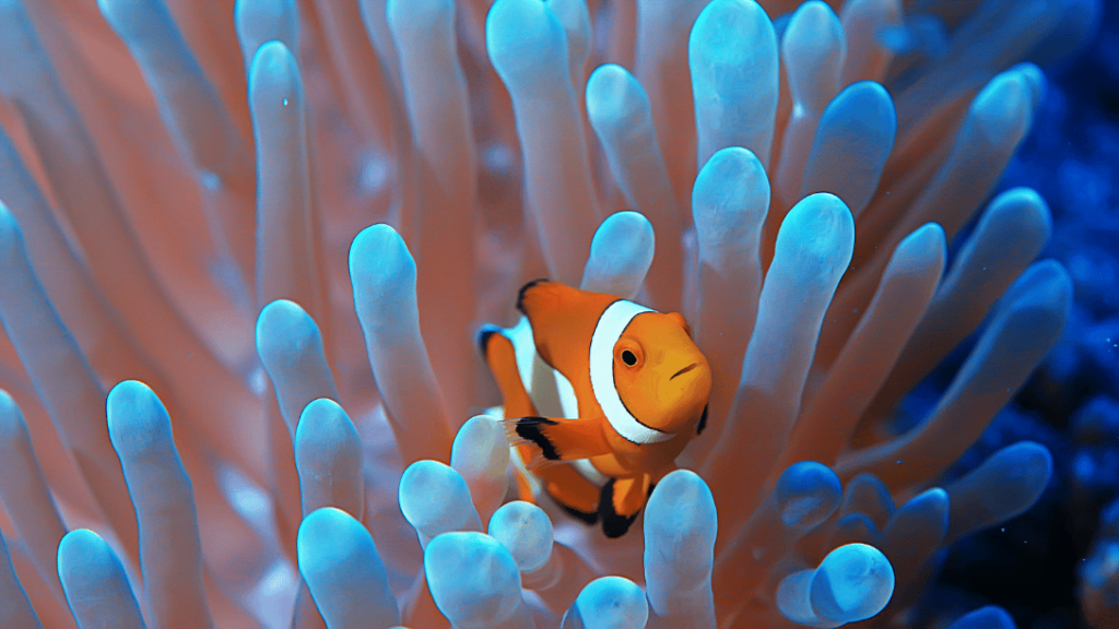 Clownfish in saltwater aquarium Clownfish in saltwater aquarium