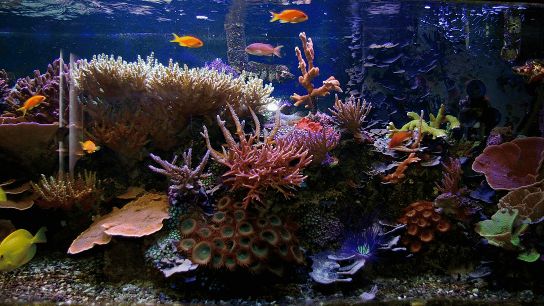 Saltwater Aquarium Fish: Vibrant Ocean Life at Home 1 Saltwater aquarium fish