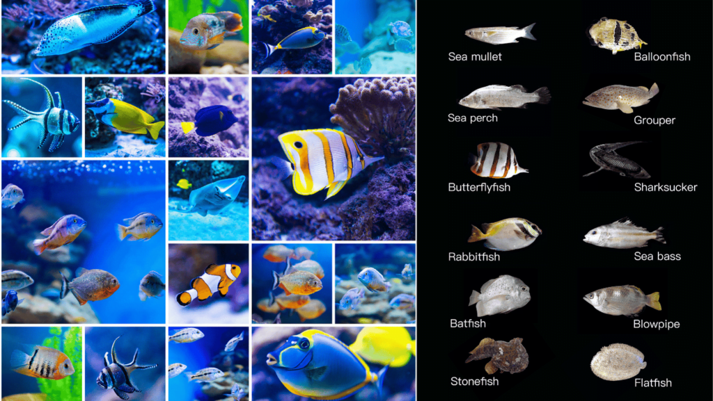 Saltwater fish dimensions