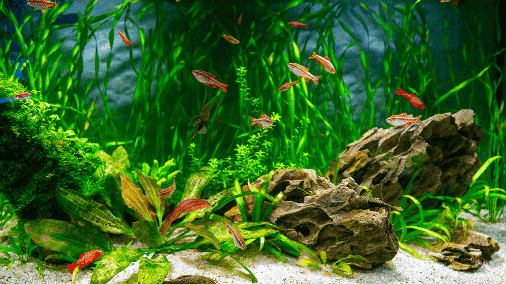 algae scrapers for aquarium maintenance