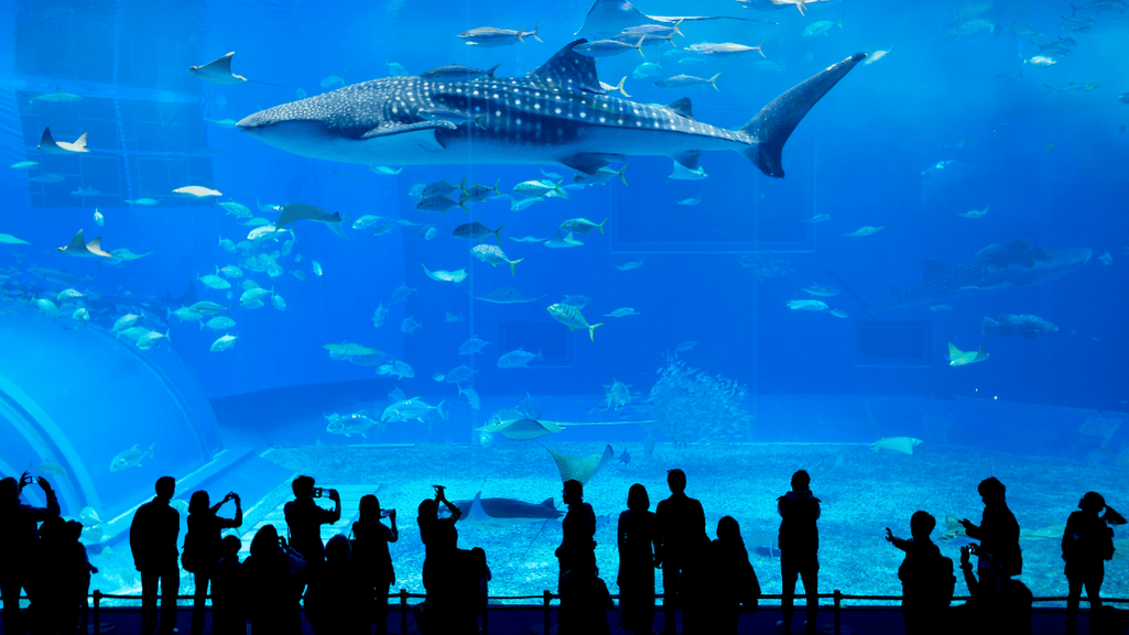 Great Hammerhead Shark swimming in aquarium