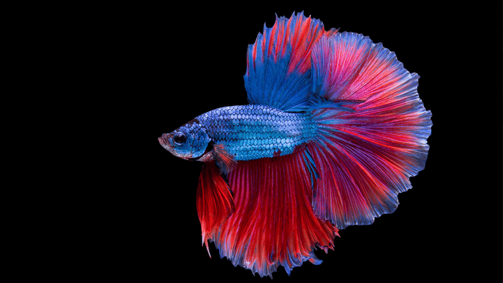 easy care plants for betta tank