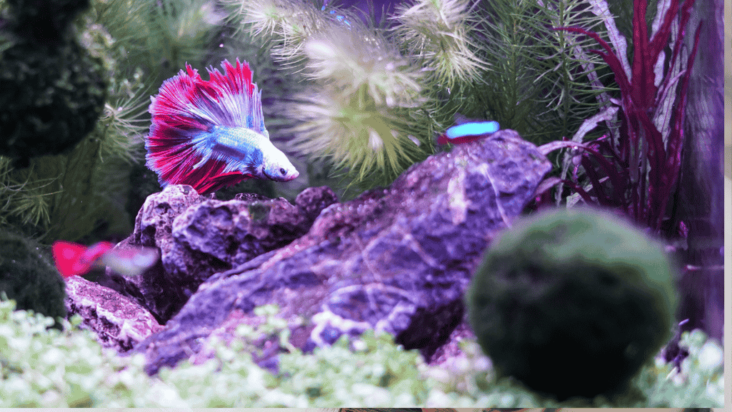 aquarium plants for betta fish