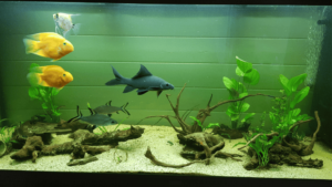 aquarium water maintenance