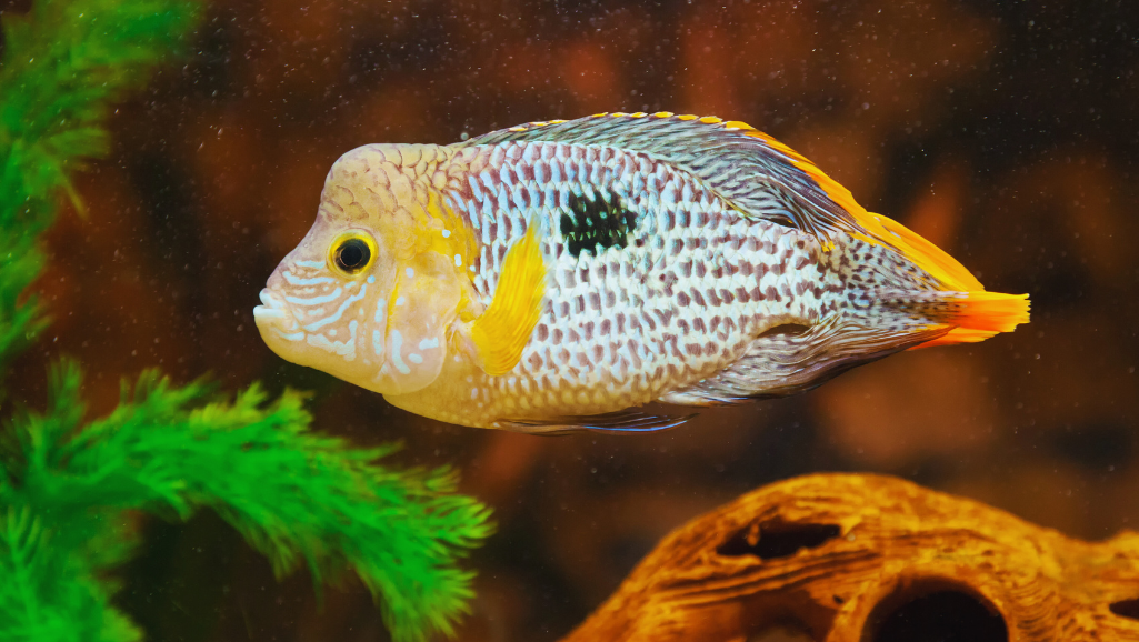 Aggressive Behavior of Green Terror Cichlid