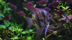 Altum Angelfish