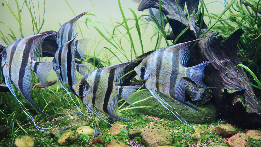 Altum Angelfish as Aquarium Centerpiece