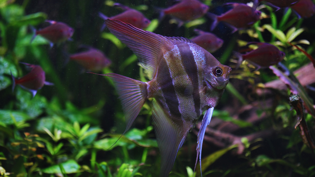 Altum Angelfish