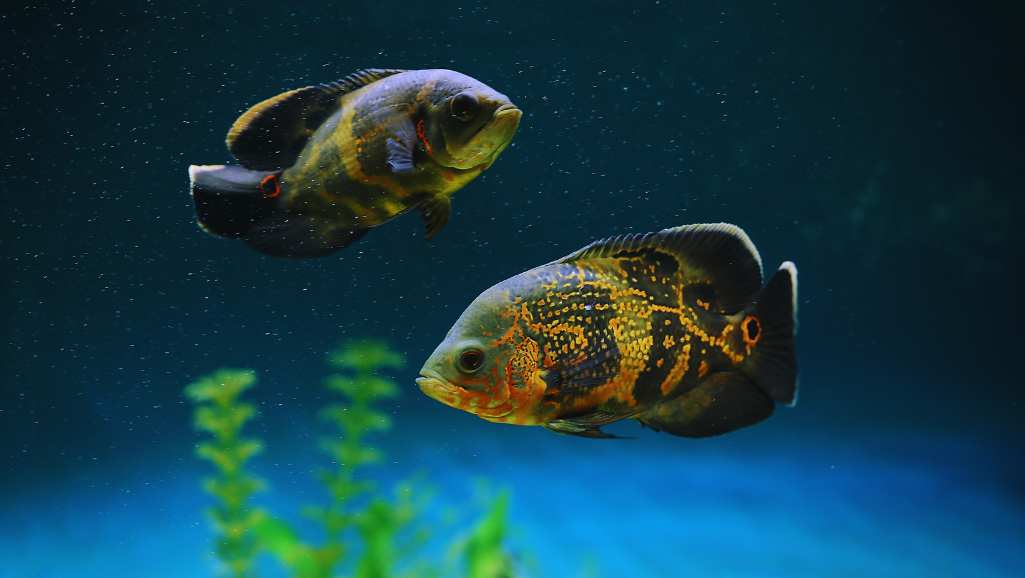 Aquarium Setup for Red Devil Cichlids