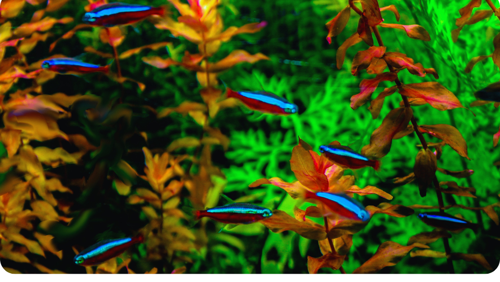 Aquatic plants enhancing Black Neon Tetra habitat