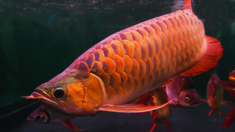 Asian Arowana: The Legendary Dragon Fish 1 Asian Arowana