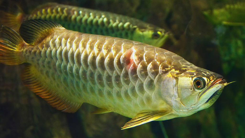 Asian Arowana Care