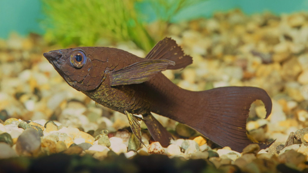 Balanced Molly Fish Diet