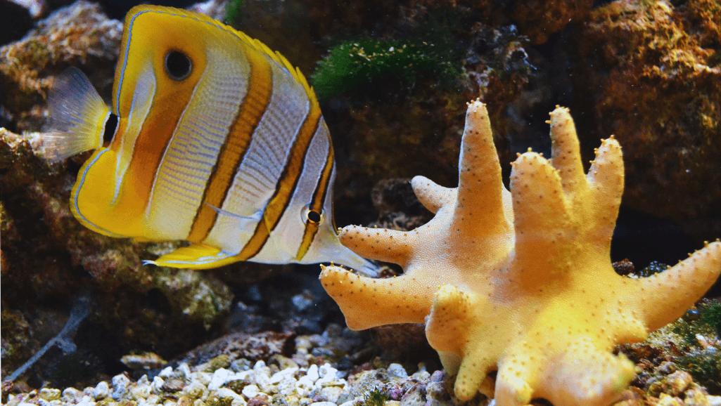 Beginner Cold Water Fish for Aquariums