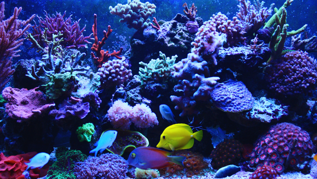 Beginner Fish Tank Selection Guide