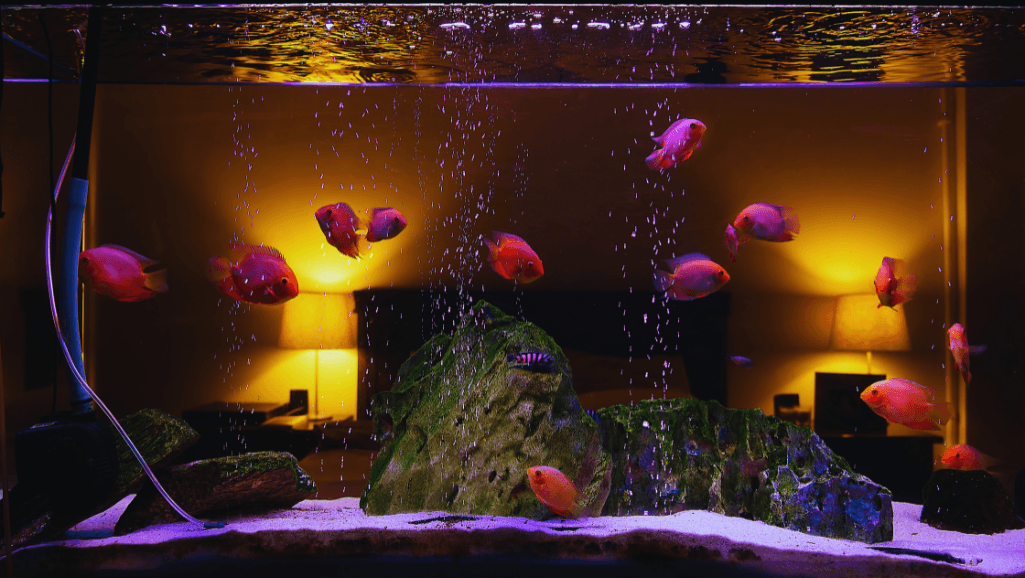 Bespoke designs of custom-built fish tanks