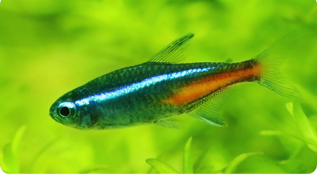 Black Neon Tetra Feeding