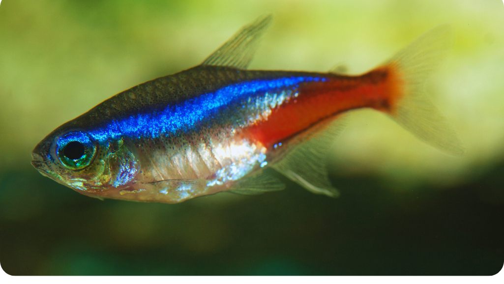 Black Neon Tetra Social Behavior