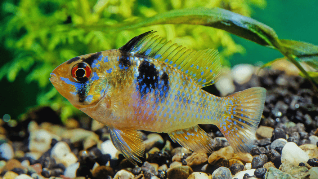 Breeding Electric Blue Ram Cichlid