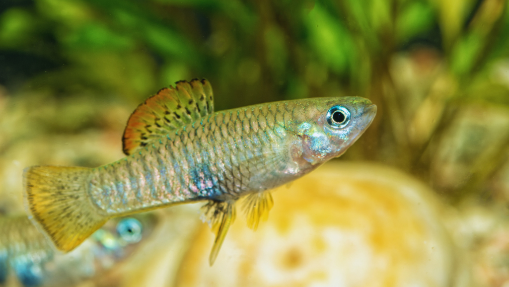 Breeding Endler's Livebearers