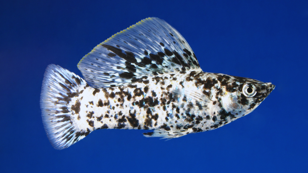 Breeding Molly Fish