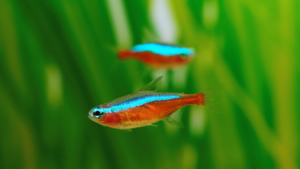 Cardinal Tetra