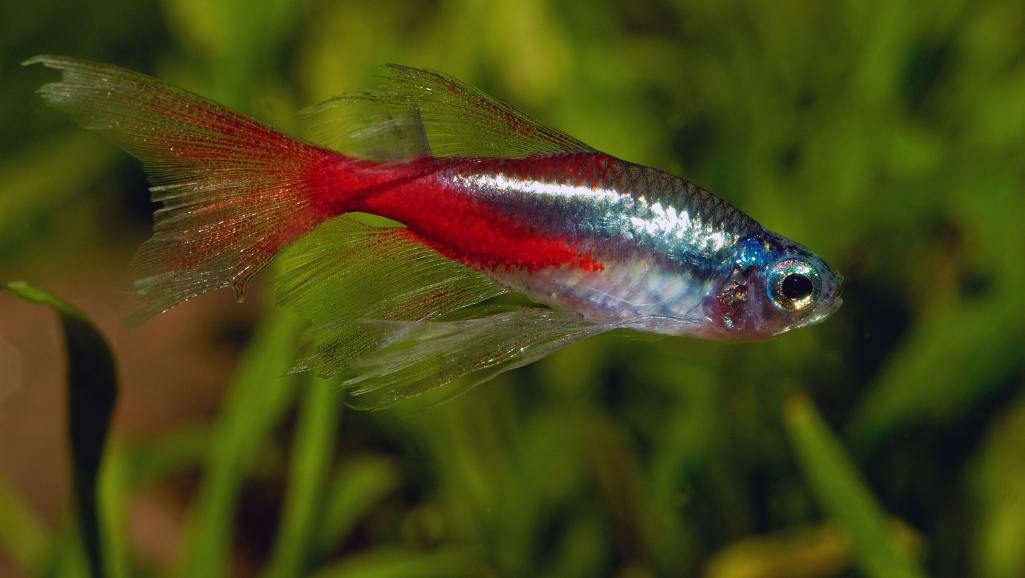 Cardinal Tetra Breeding Behaviors