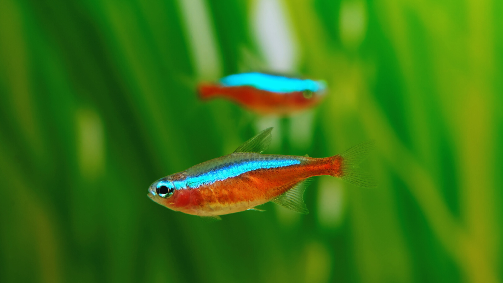 Cardinal Tetra Care Guide for Healthy Aquariums 1 Cardinal Tetra