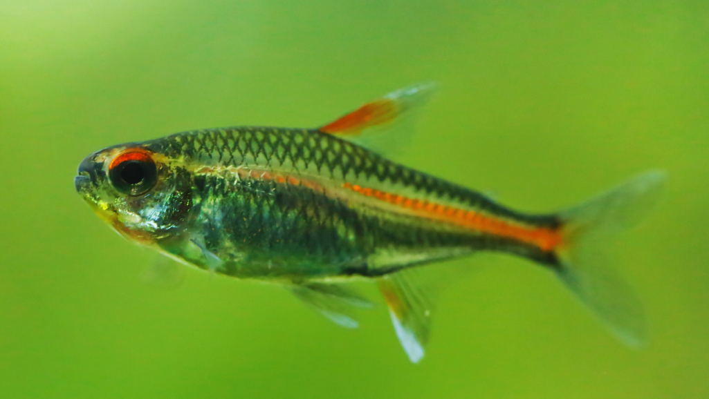 Cardinal Tetras in a Natural Habitat Aquarium