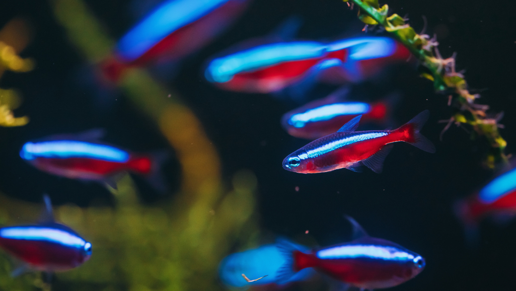 Cardinal tetra aquarium setup