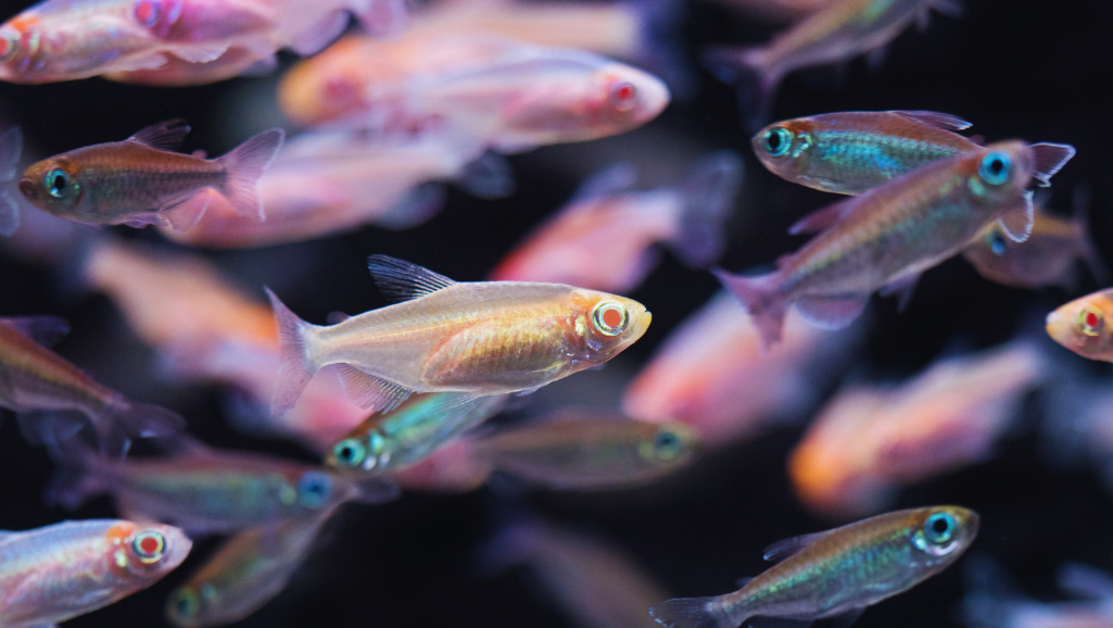 Cardinal tetra feeding habits