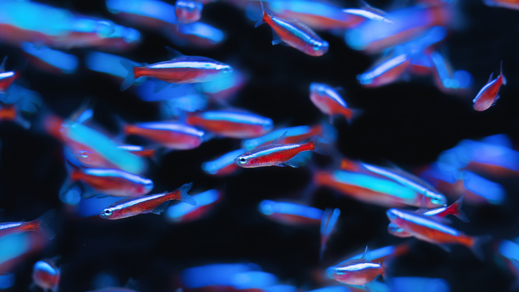 Cardinal tetra schooling behavior