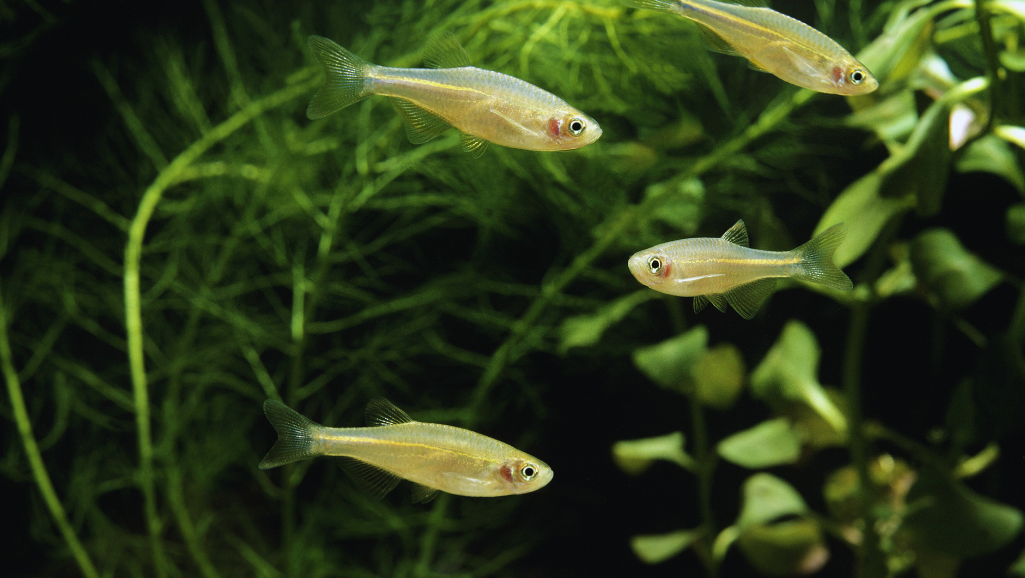 Celestial Pearl Danio schooling behavior