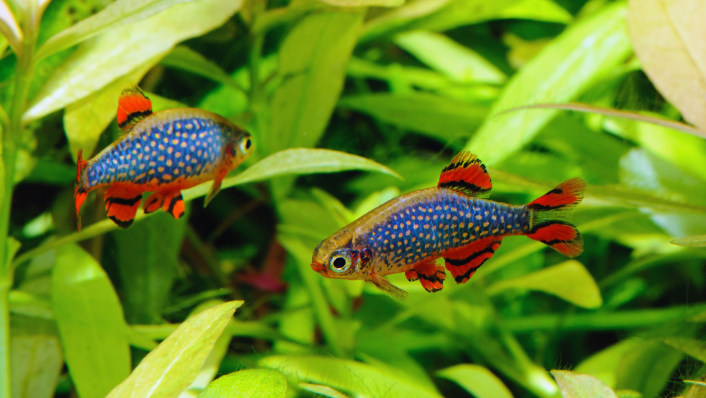 Celestial Pearl Danio