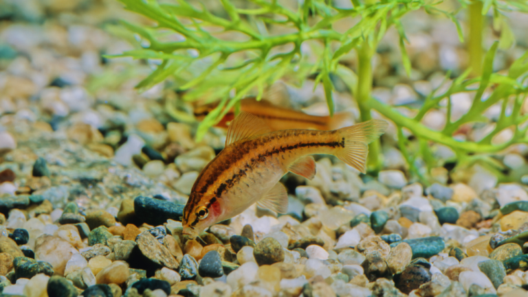 Cherry Barb Care Guide & Tank Set-up Tips 70 Cherry Barb