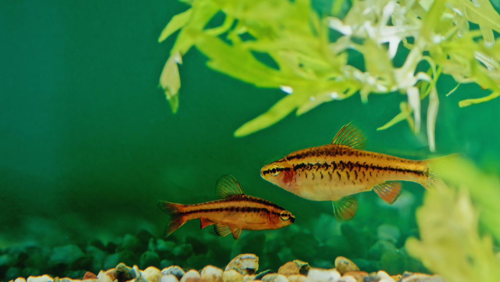 Cherry Barb Aquarium Environment