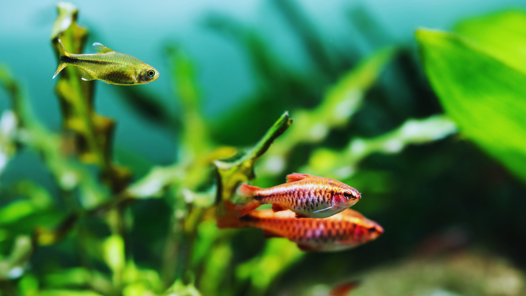 Cherry Barb Compatibility with Tank Mates