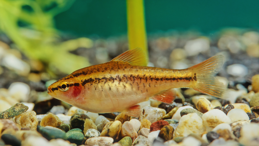 Cherry Barb breeding process