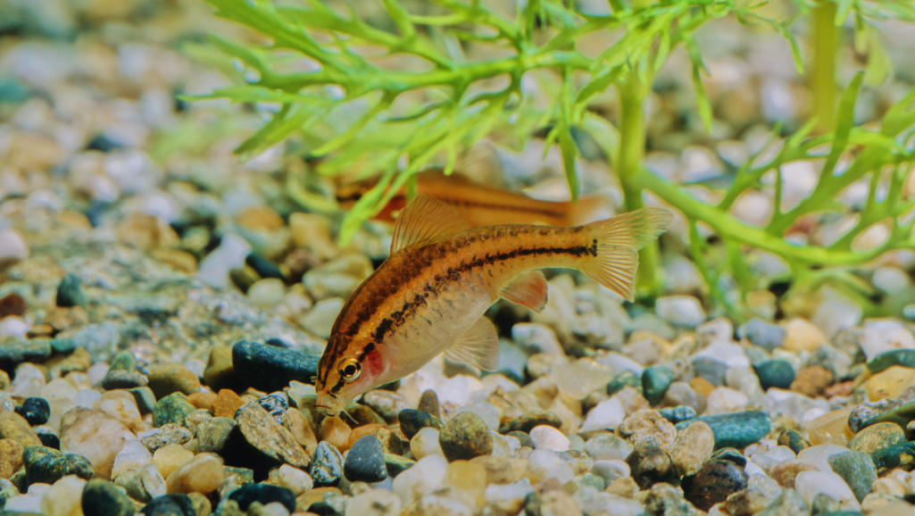 Cherry Barb feeding guide
